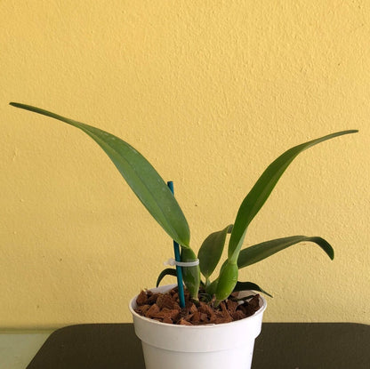 Cattleya purpurata var. alba 'OE' x Cattleya warscewiczii var. alba 'Cantadora' AM/AOS Cattleya La Foresta Orchids 