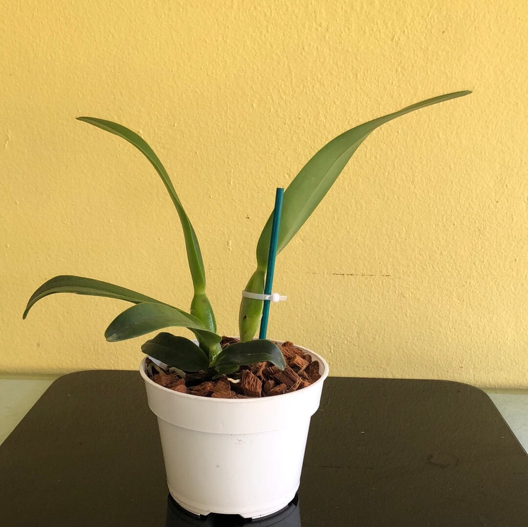 Cattleya purpurata var. alba 'OE' x Cattleya warscewiczii var. alba 'Cantadora' AM/AOS Cattleya La Foresta Orchids 