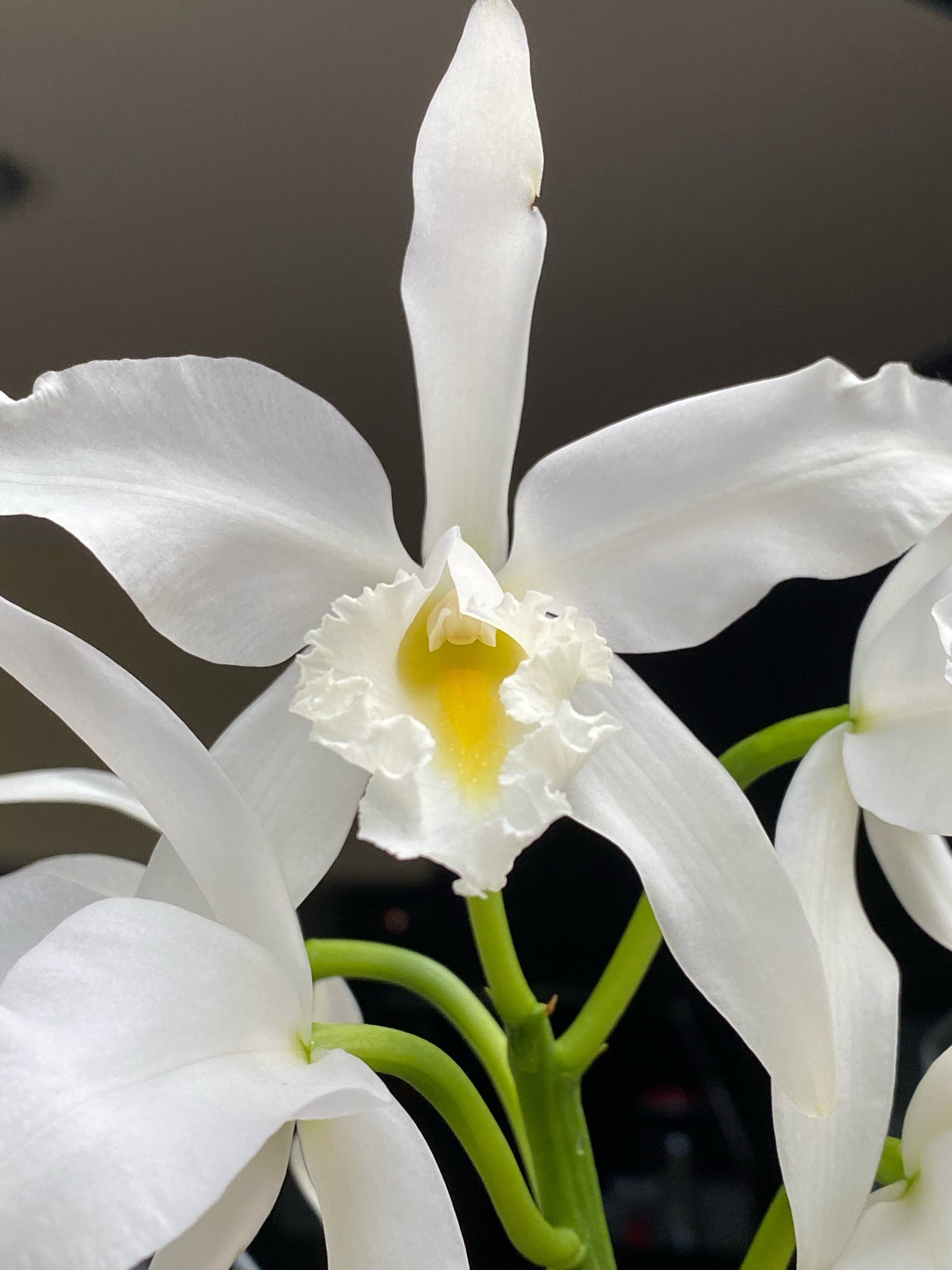 Cattleya purpurata var. alba 'OE' x Cattleya warscewiczii var. alba 'Cantadora' AM/AOS Cattleya La Foresta Orchids 