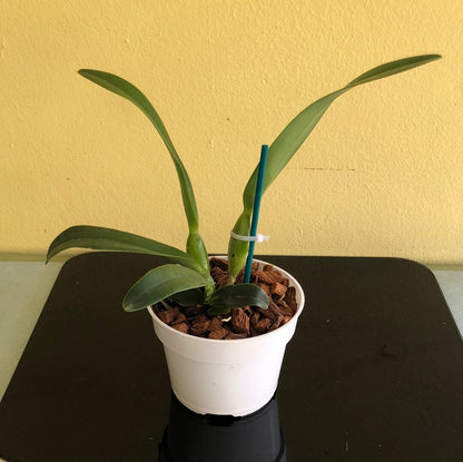 Cattleya purpurata var. alba 'OE' x Cattleya warscewiczii var. alba 'Cantadora' AM/AOS Cattleya La Foresta Orchids 