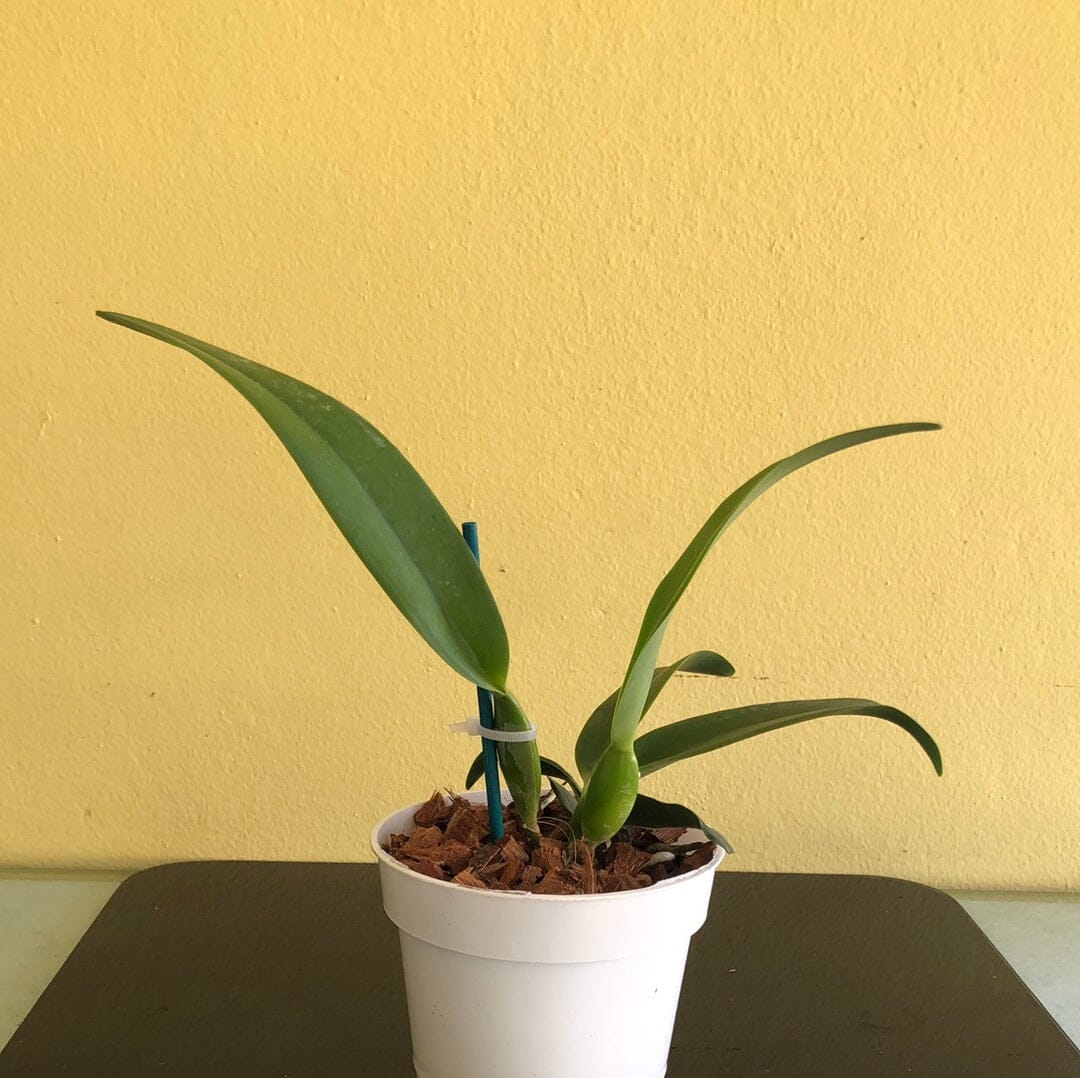 Cattleya purpurata var. alba 'OE' x Cattleya warscewiczii var. alba 'Cantadora' AM/AOS Cattleya La Foresta Orchids 