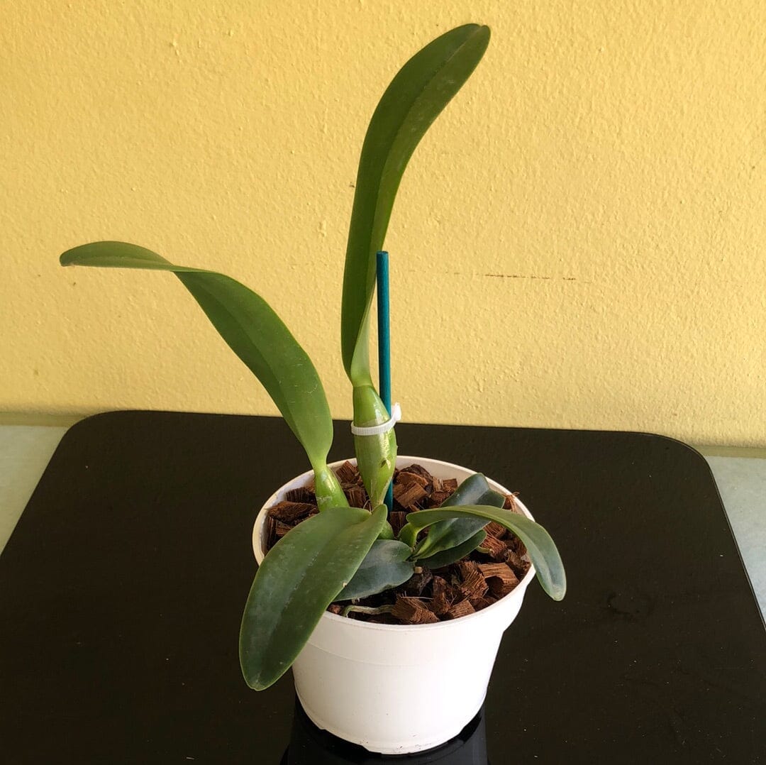 Cattleya purpurata var. alba 'OE' x Cattleya warscewiczii var. alba 'Cantadora' AM/AOS Cattleya La Foresta Orchids 