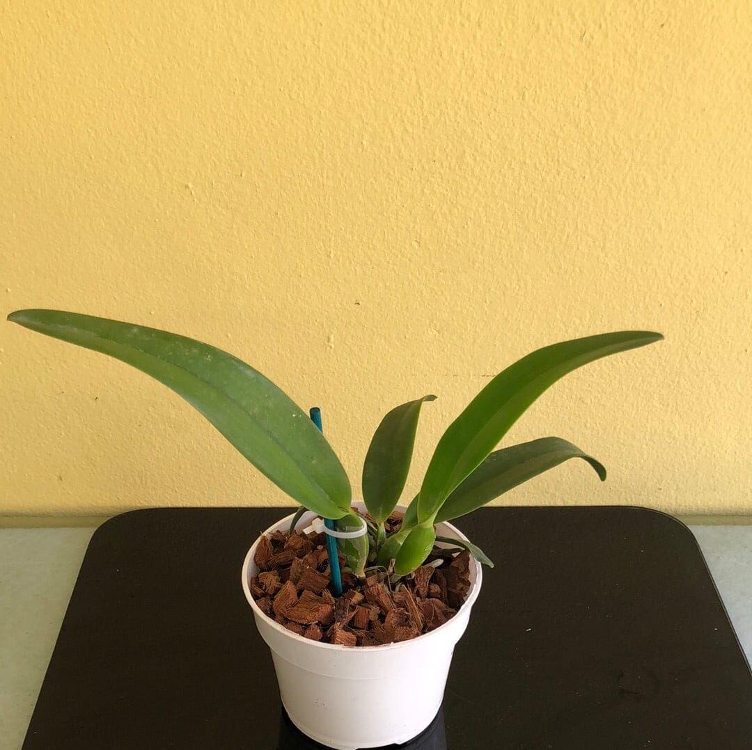 Cattleya purpurata var. alba 'OE' x Cattleya warscewiczii var. alba 'Cantadora' AM/AOS Cattleya La Foresta Orchids 