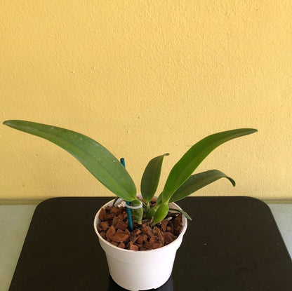 Cattleya purpurata var. alba 'OE' x Cattleya warscewiczii var. alba 'Cantadora' AM/AOS Cattleya La Foresta Orchids 