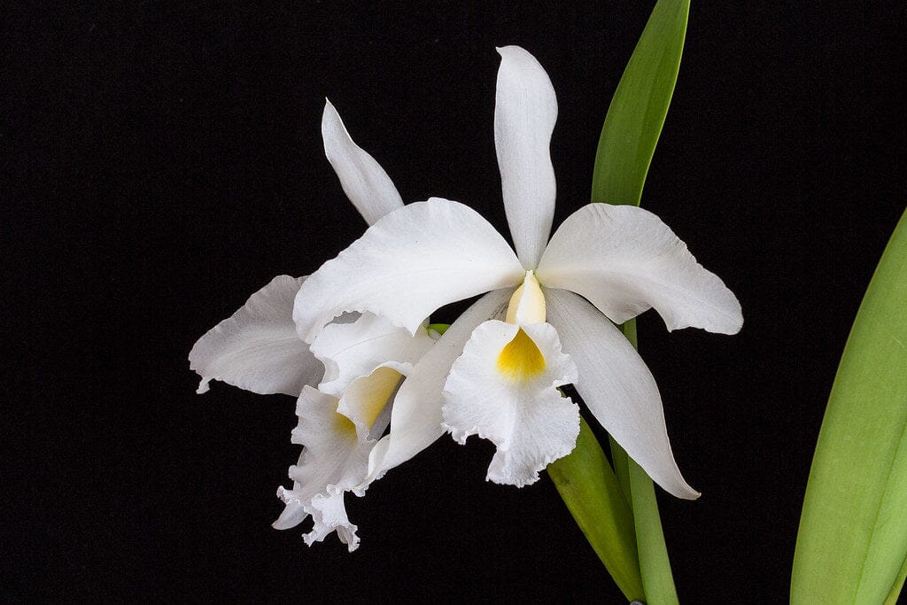 Cattleya purpurata var. alba 'OE' x Cattleya warscewiczii var. alba 'Cantadora' AM/AOS Cattleya La Foresta Orchids 