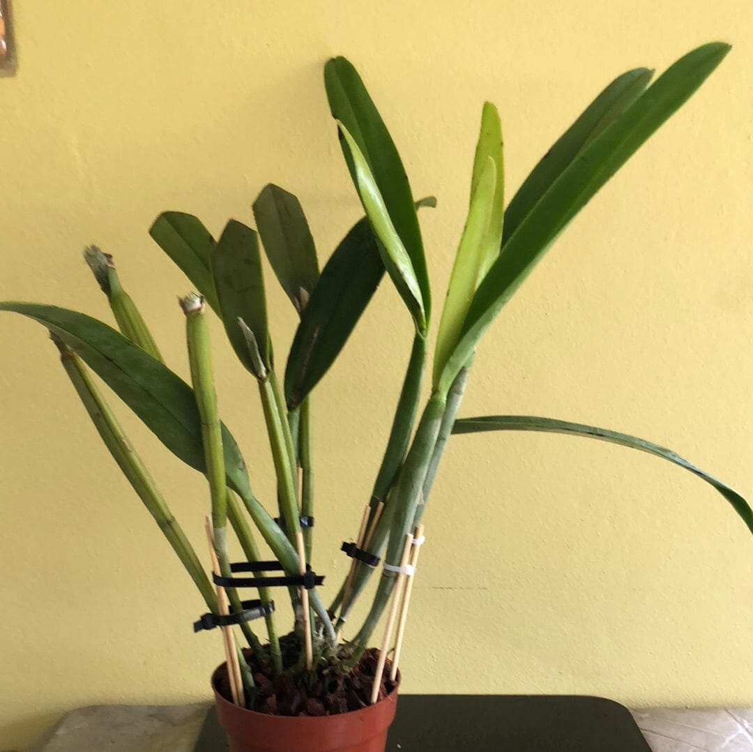 Cattleya purpurata var. coerulea x Cattleya maxima var. coerulea Cattleya La Foresta Orchids 