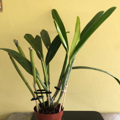 Cattleya purpurata var. coerulea x Cattleya maxima var. coerulea Cattleya La Foresta Orchids 