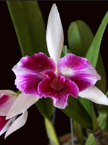 Cattleya purpurata var. trilabella Cattleya La Foresta Orchids 