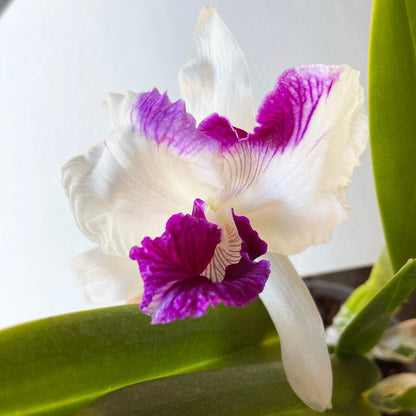 Cattleya purpurata var. trilabella Cattleya La Foresta Orchids 