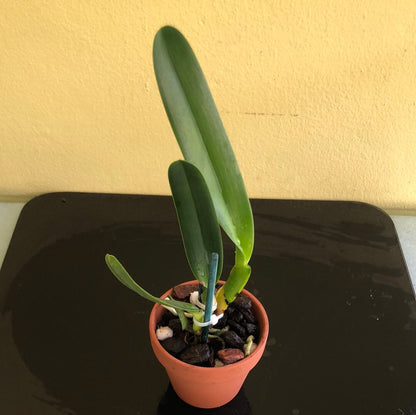 Cattleya purpurata var. trilabella Cattleya La Foresta Orchids 