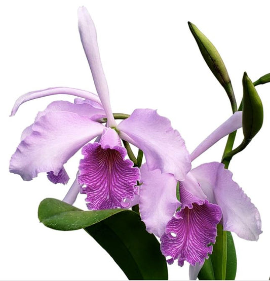 Cattleya purpurata x Cattleya maxima Cattleya La Foresta Orchids 