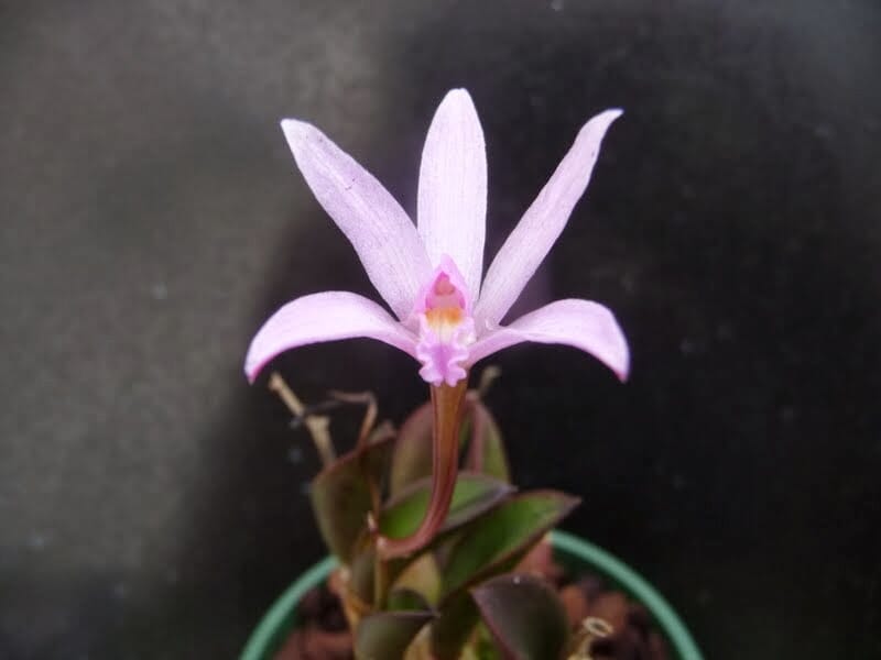 Cattleya reginae Cattleya La Foresta Orchids 