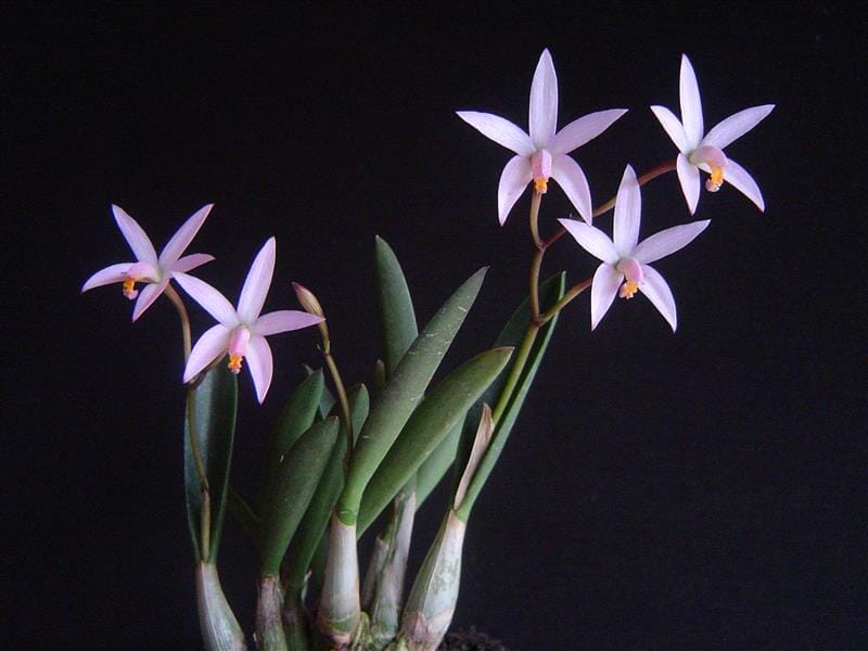 Cattleya reginae Cattleya La Foresta Orchids 