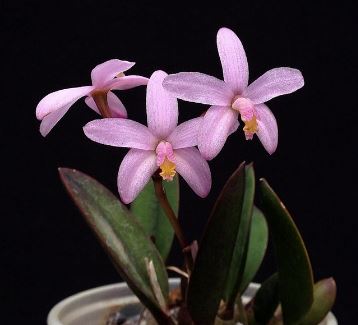 Cattleya reginae Cattleya La Foresta Orchids 