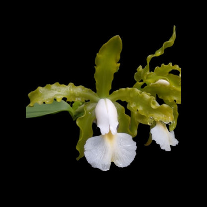 Cattleya schilleriana var. albina 'Green Jade' x 'Biala' Cattleya La Foresta Orchids 