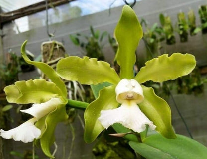 Cattleya schilleriana var. aurea x Cattleya schilleriana var. albecens Cattleya La Foresta Orchids 