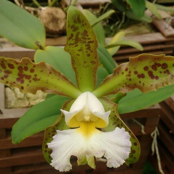 Cattleya schilleriana var. aurea x Cattleya schilleriana var. albecens Cattleya La Foresta Orchids 