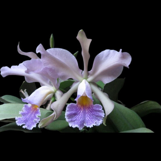 Orquídea (MS210)C.Penny Kuroda Spots X C.Loddigesii X C.Nobile´s