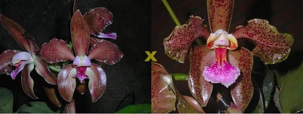 Cattleya schofieldiana 'Gu' x 'Ano Nuovo' Cattleya La Foresta Orchids 