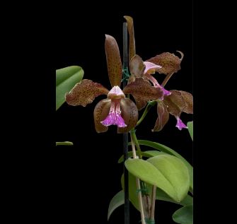 Cattleya schofieldiana 'Gu' x 'Ano Nuovo' Cattleya La Foresta Orchids 