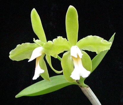 Cattleya schofieldiana var. alba Cattleya La Foresta Orchids 