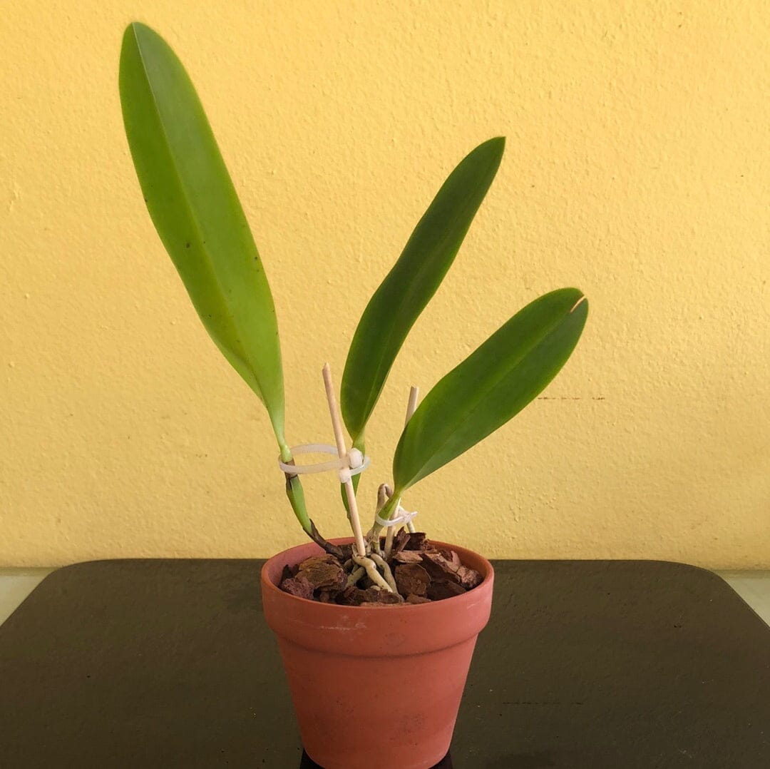 Cattleya tenebrosa Cattleya La Foresta Orchids 