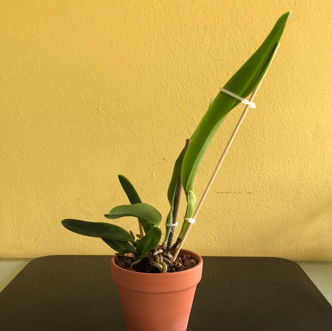 Cattleya tenebrosa Cattleya La Foresta Orchids 