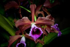 Cattleya tenebrosa Cattleya La Foresta Orchids 