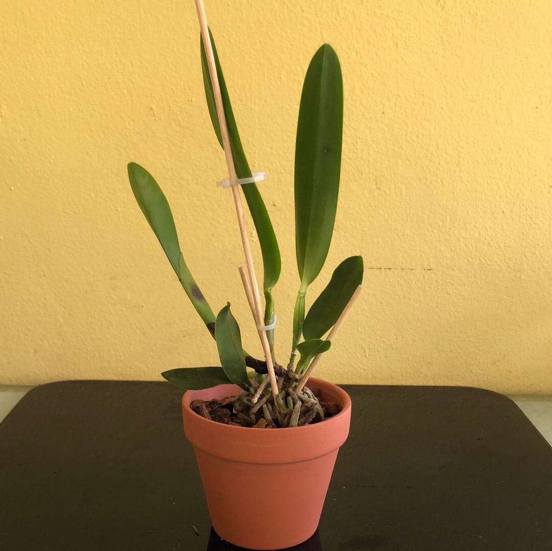 Cattleya tenebrosa Cattleya La Foresta Orchids 