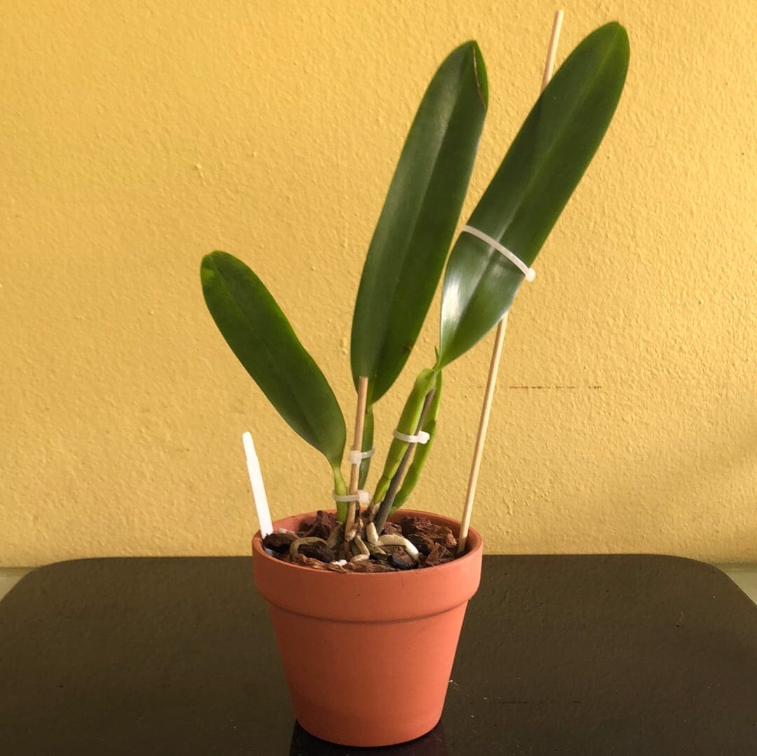 Cattleya tenebrosa Cattleya La Foresta Orchids 