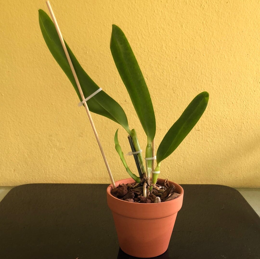 Cattleya tenebrosa Cattleya La Foresta Orchids 