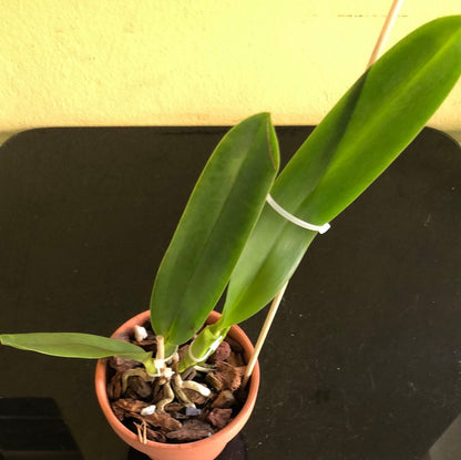 Cattleya tenebrosa Cattleya La Foresta Orchids 