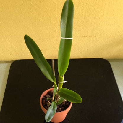 Cattleya tenebrosa Cattleya La Foresta Orchids 