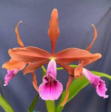 Cattleya tenebrosa 'Paul' AM/AOS x Cattleya Pacavia 'Impressive' Cattleya La Foresta Orchids 