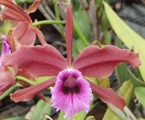 Cattleya tenebrosa 'Paul' AM/AOS x Cattleya Pacavia 'Impressive' Cattleya La Foresta Orchids 