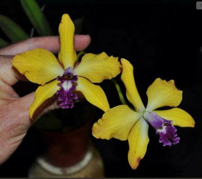 Cattleya tenebrosa var. alba x Cattleya briegeri Cattleya La Foresta Orchids 