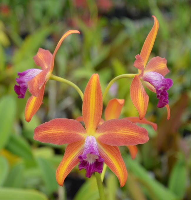 Cattleya tenebrosa var. alba x Cattleya briegeri Cattleya La Foresta Orchids 