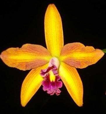 Cattleya tenebrosa var. alba x Cattleya briegeri Cattleya La Foresta Orchids 