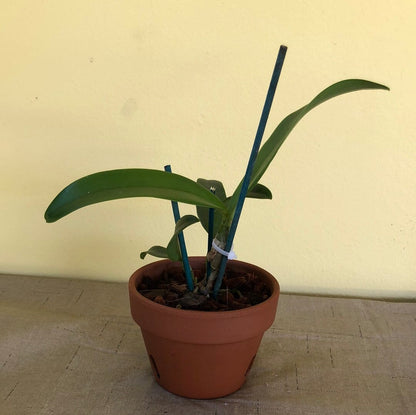 Cattleya tenebrosa var. alba x Cattleya briegeri Cattleya La Foresta Orchids 