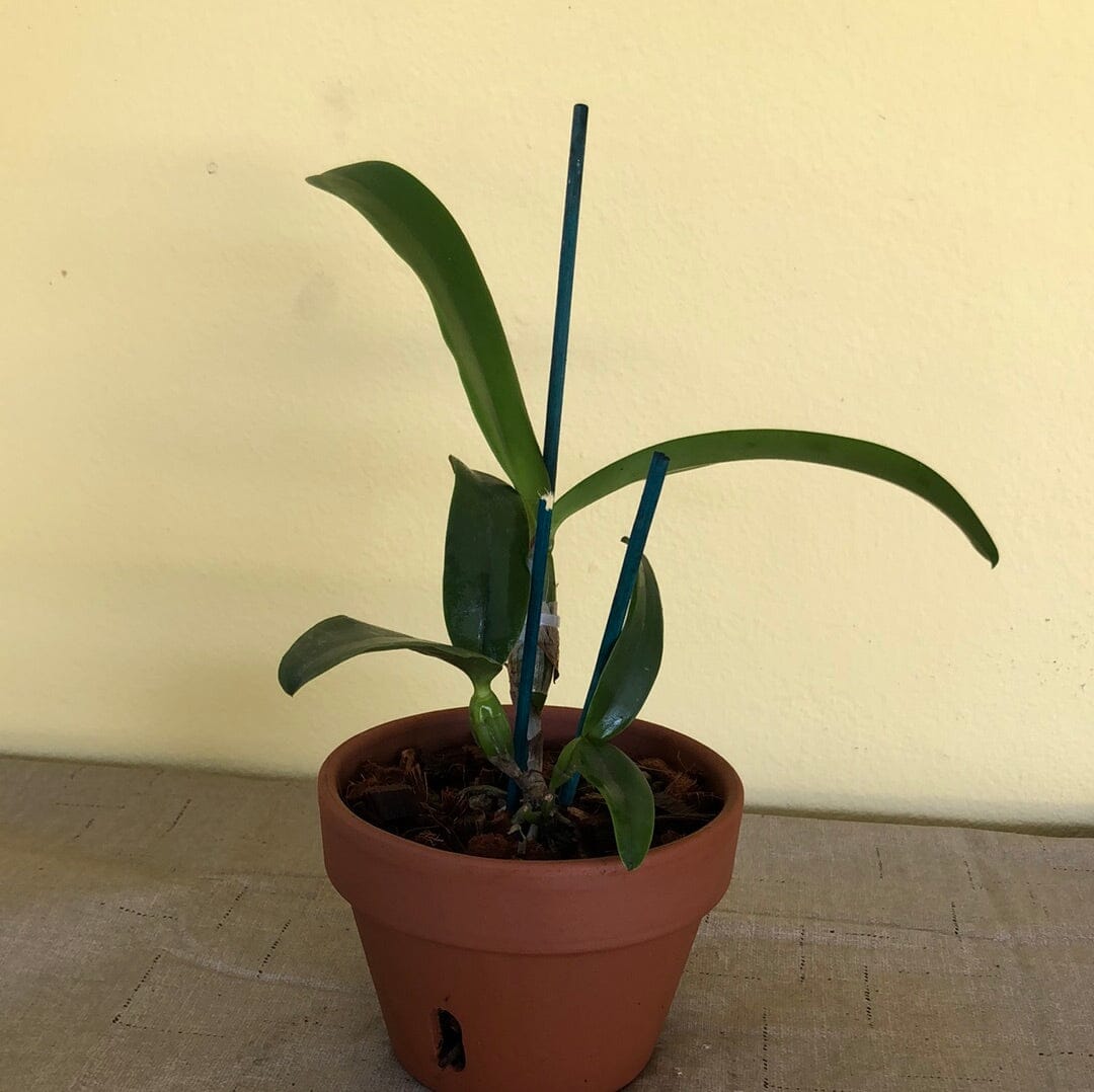 Cattleya tenebrosa var. alba x Cattleya briegeri Cattleya La Foresta Orchids 