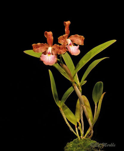 Cattleya velutina Cattleya La Foresta Orchids 