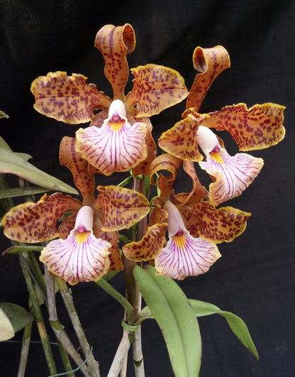 Cattleya velutina Cattleya La Foresta Orchids 