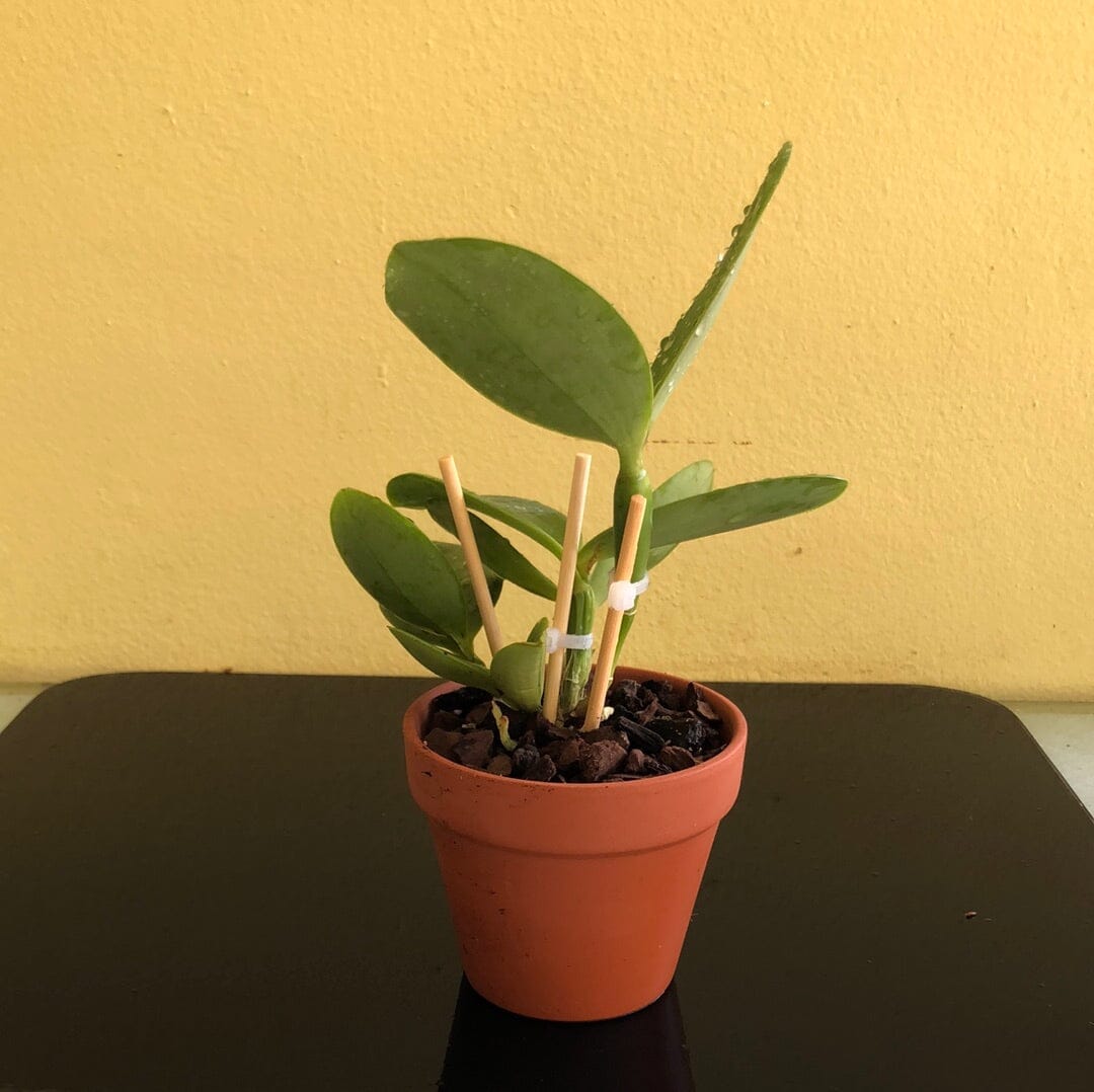 Cattleya violacea var. semi alba ‘Icabaru’ AM/AOS x var. rubra ‘Jean ...