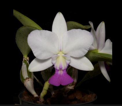 Cattleya walkeriana var. semi alba