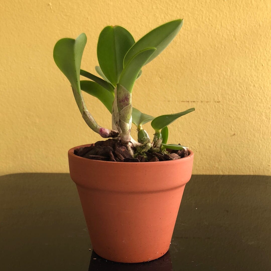 Cattleya walkeriana var. semi alba