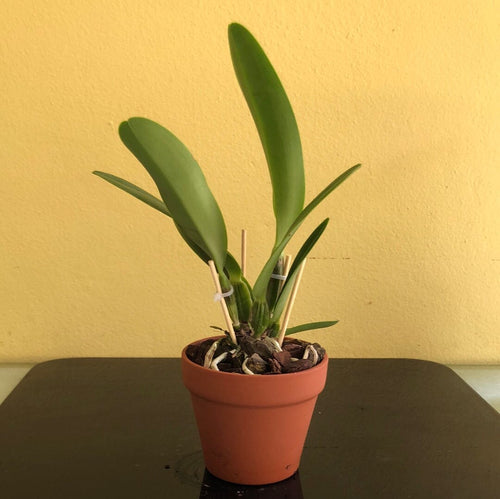 Cattleya Eximia (C. warneri frm. semi alba Showoff x C. purpurata El  Supremo)[Example of Virused Cattleya] : r/orchids