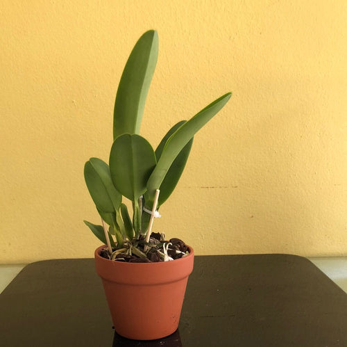 Cattleya Eximia (C. warneri frm. semi alba Showoff x C. purpurata El  Supremo)[Example of Virused Cattleya] : r/orchids