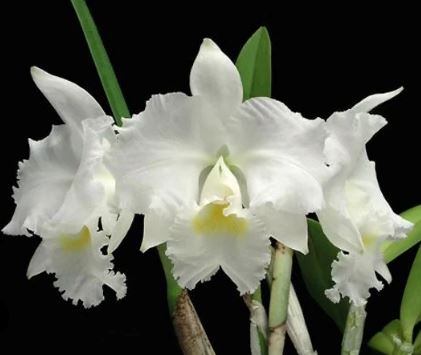 Cattleya warneri alba x Cattleya x gravesiana var. alba – La Foresta ...