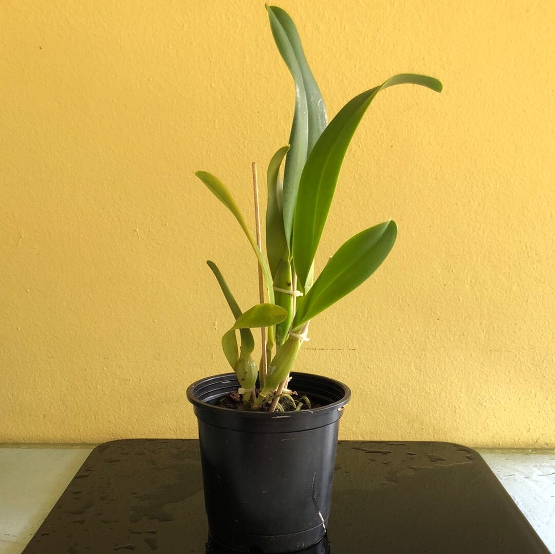 Cattleya warscewiczii var. alba Cattleya La Foresta Orchids 