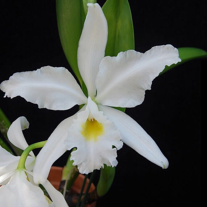 Cattleya warscewiczii var. alba Cattleya La Foresta Orchids 